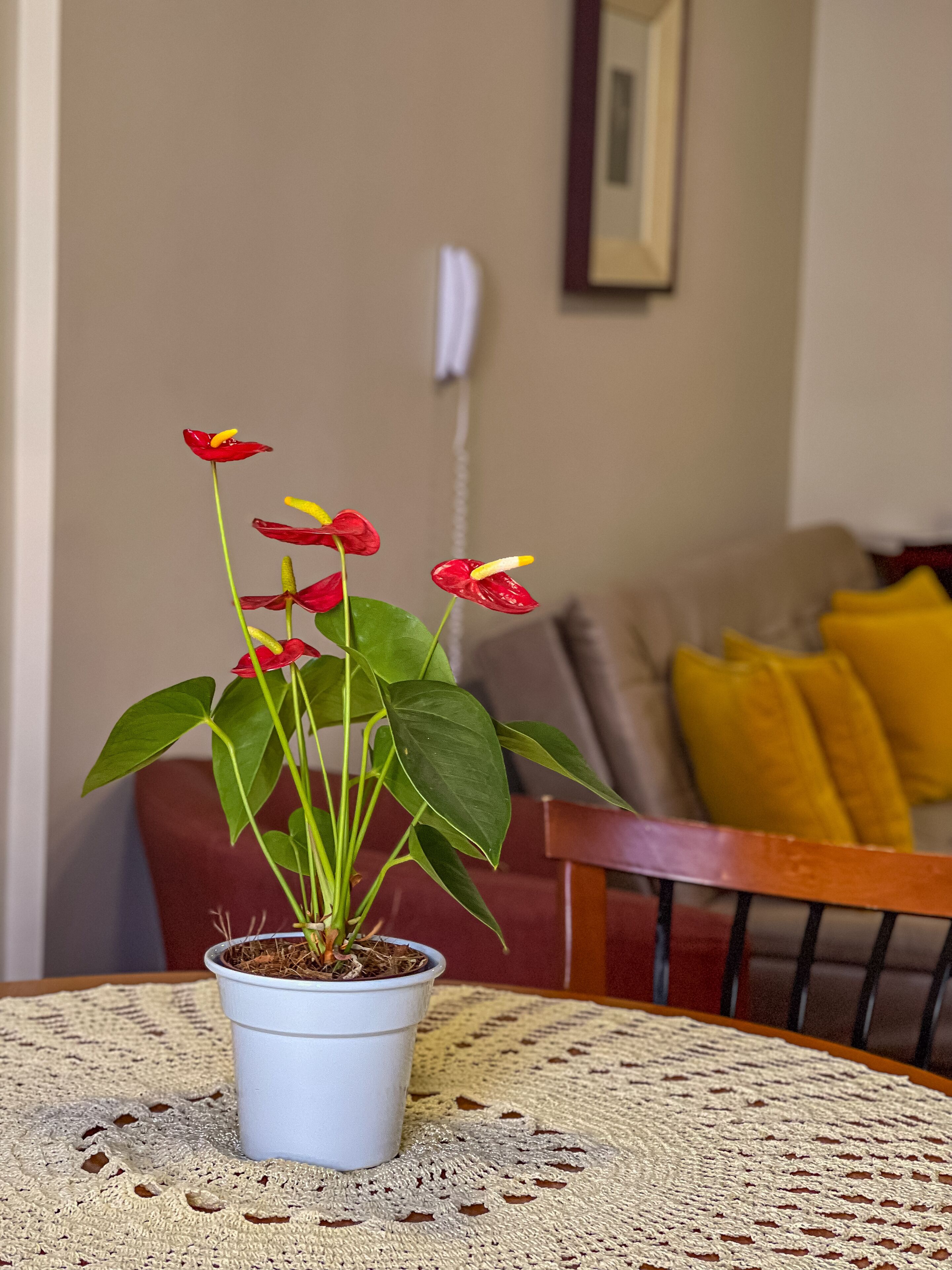 A potted plant with red flowers on a table in a room with a chair and a cushion.