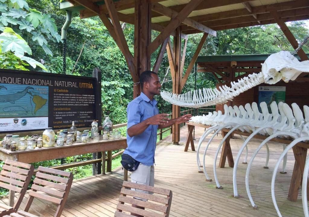 A man standing in a wooden pavilion with a large skeleton display and a signboard about Parque Nacional Natural Utria.