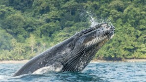 Una balena emergeix de l'aigua, amb una costa boscosa al fons.