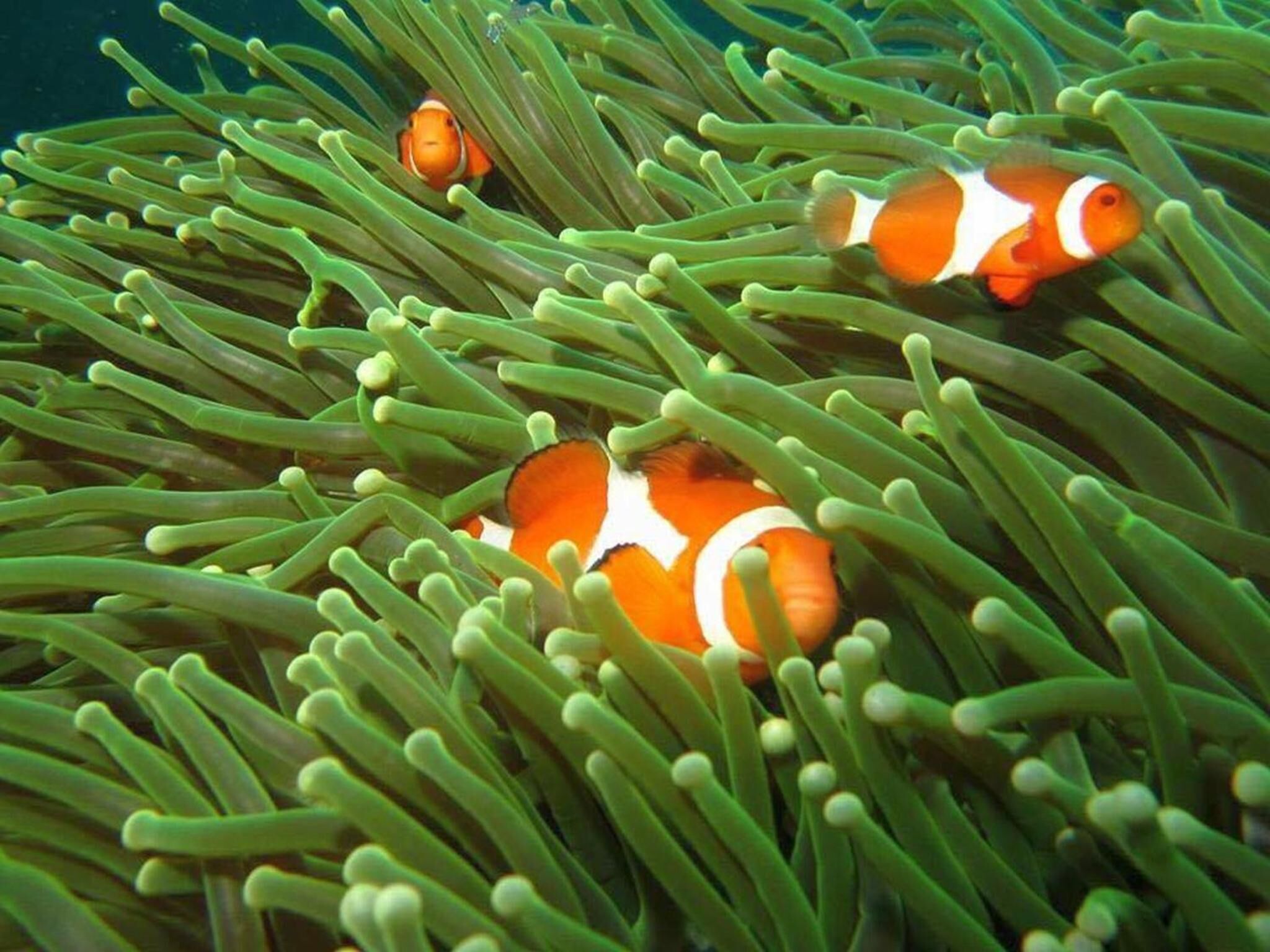Primer plano de dos peces payaso entre los tentáculos de una anémona de mar.