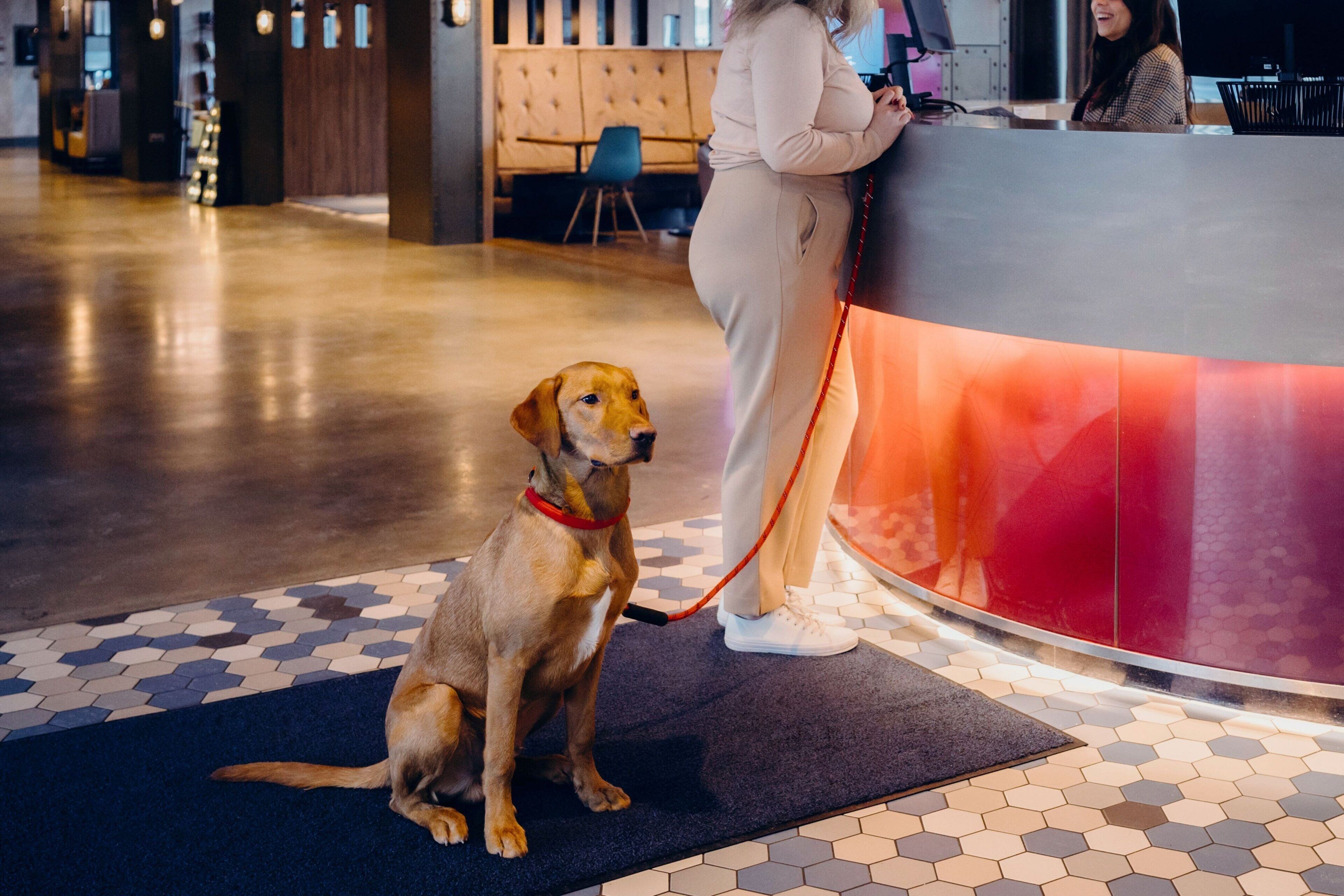 pet-friendly amenities