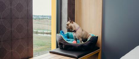 Un perro sentado en un banco junto a una ventana con vista a un campo.