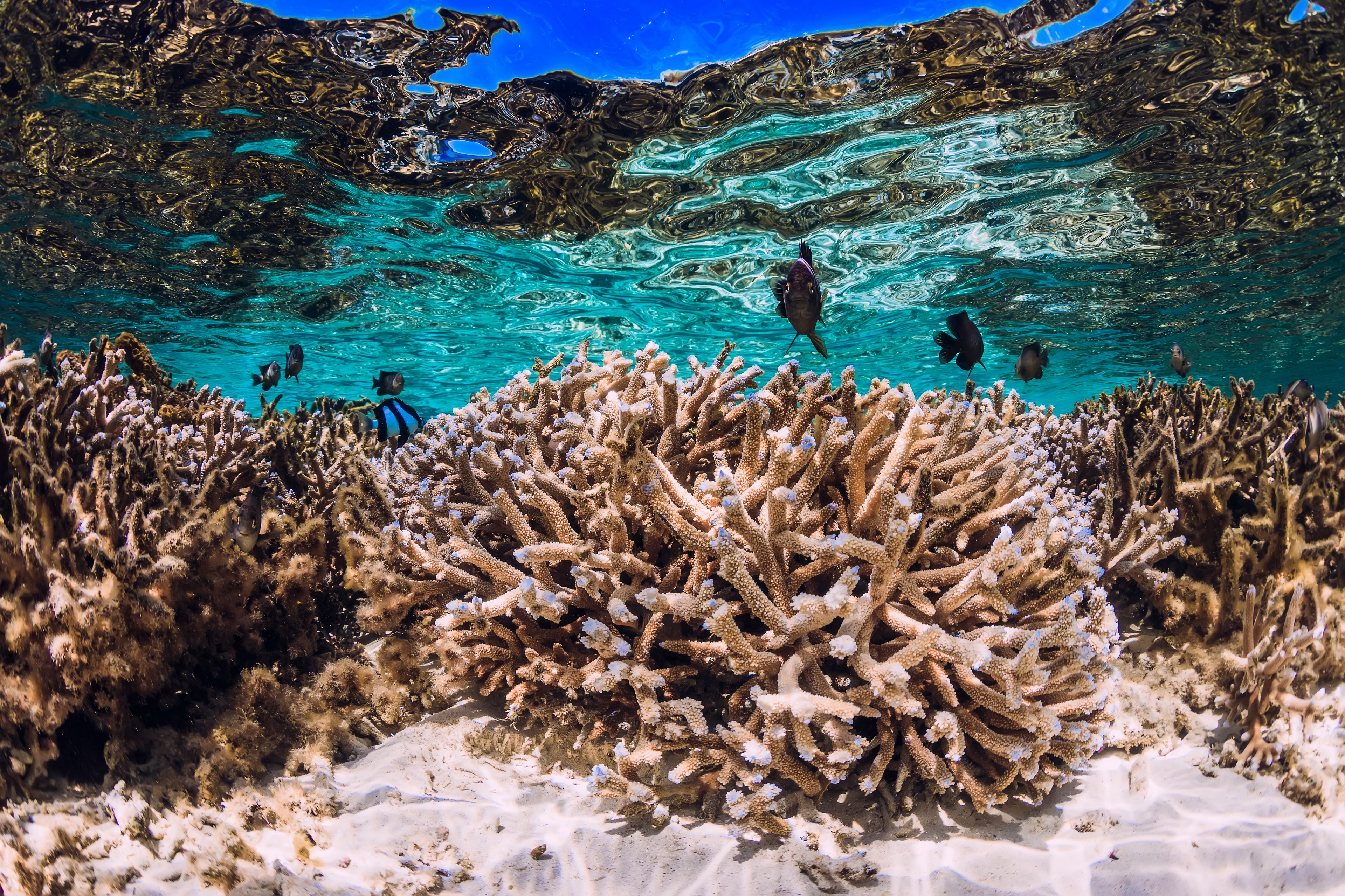 Escena submarina con formaciones de coral y peces.