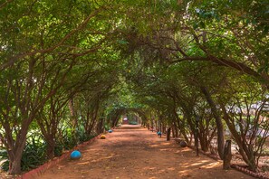 A pathway lined with trees and spherical objects, leading to a structure in the distance. - Tiger Machan (Sawai Madhopur)