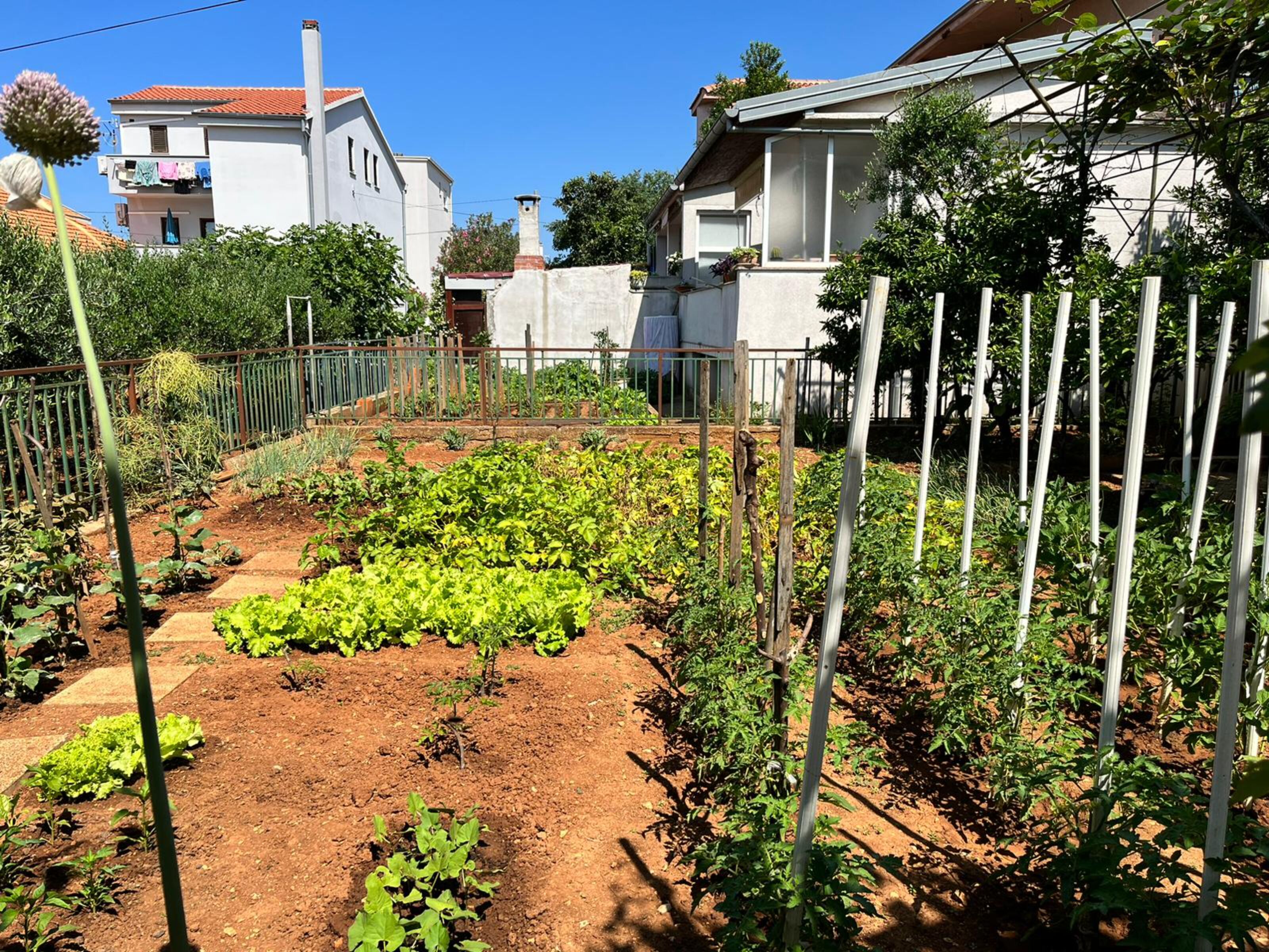 Un potager avec des plates-bandes surélevées, une clôture en métal et des maisons en arrière-plan.