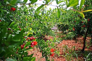 Jardín