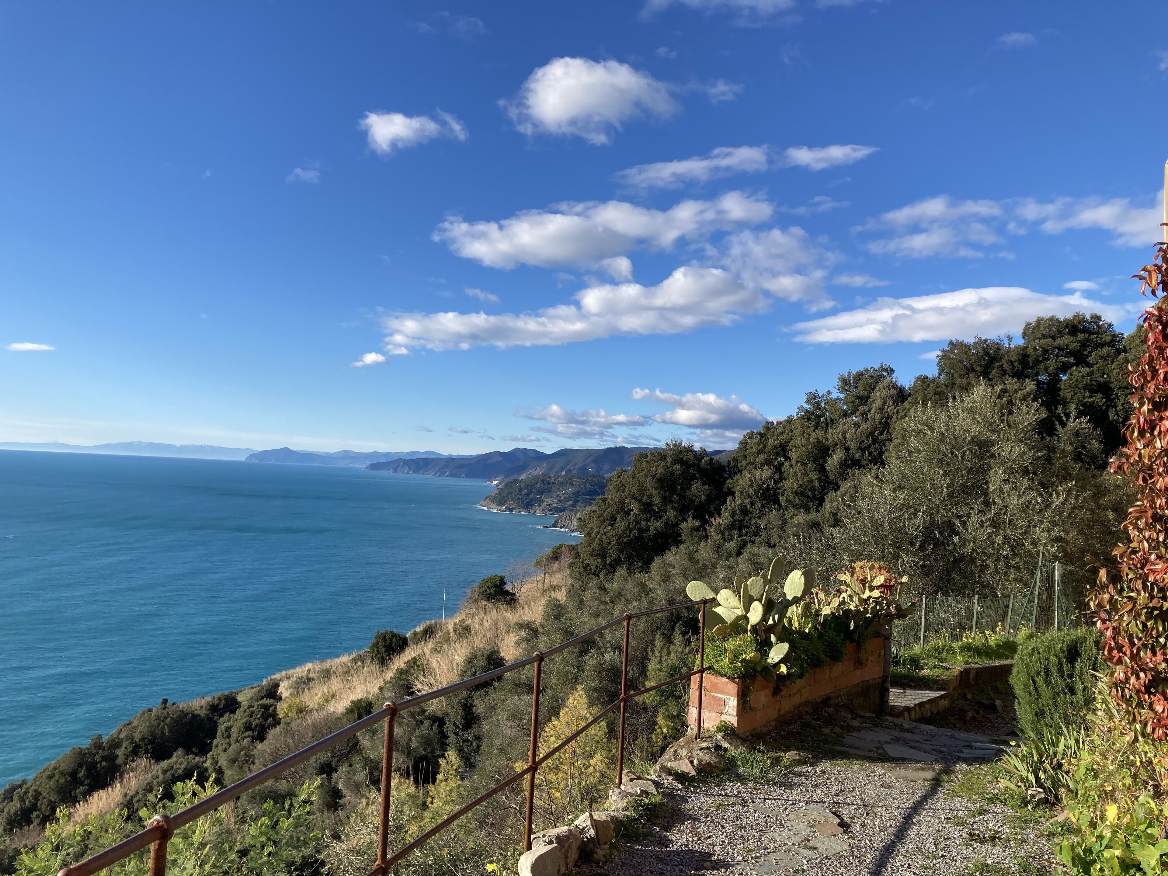 Paesaggio costiero con cielo sereno, un sentiero roccioso e una pianta di cactus.