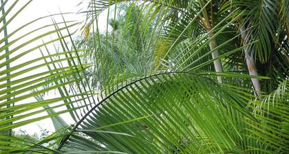 Golden Lantern Guest Lodge