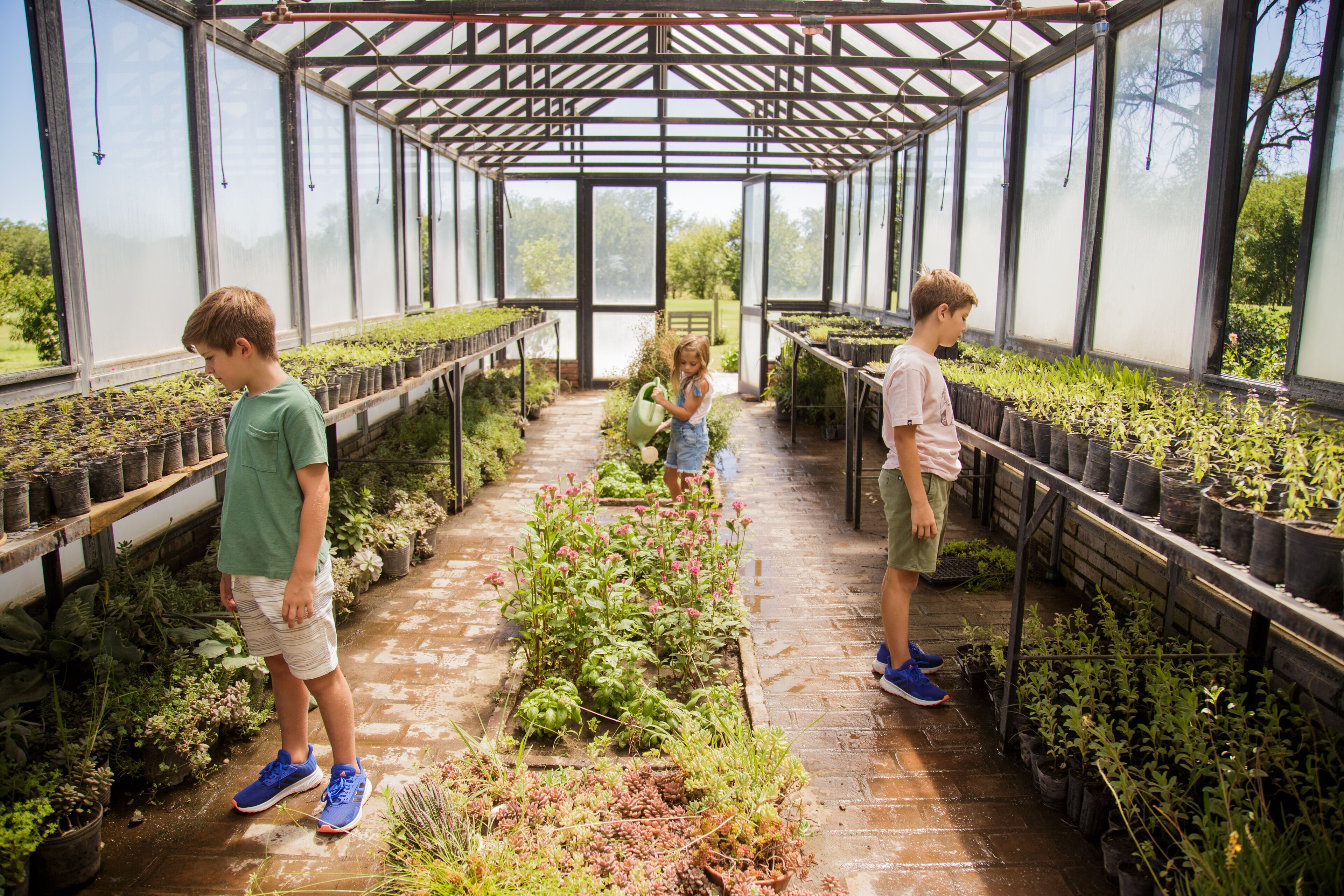 A greenhouse with rows of potted plants and a brick pathway.
