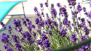A swimming pool with a view of lavender bushes in the foreground. - ---------Chestnut - La Châtaigne----------- (Langoëlan)