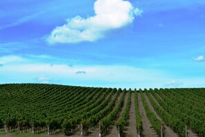 Photo non classée, 3 sur 13, bouton