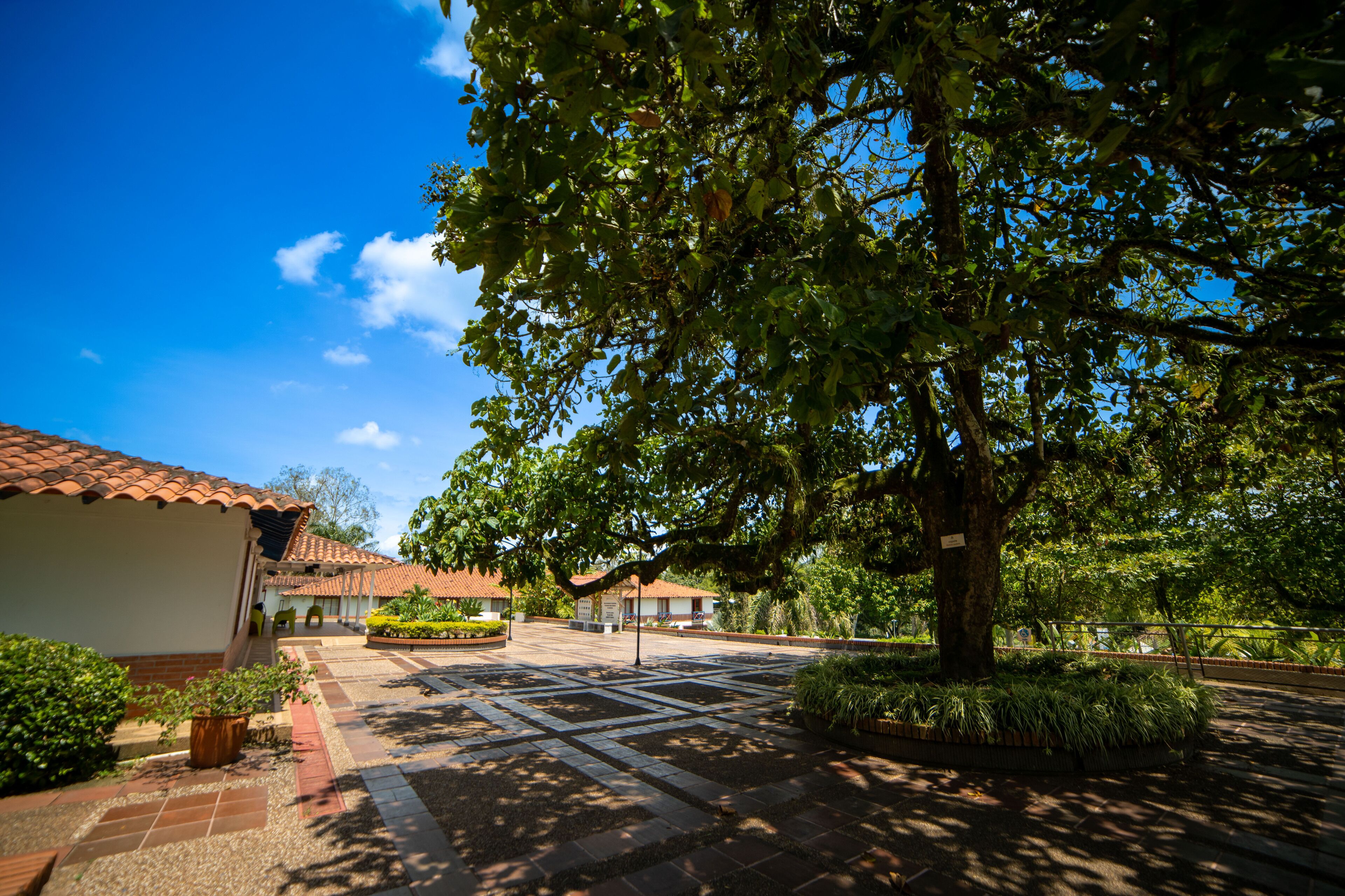 A courtyard with a tiled floor, a large tree, and a building with a tiled roof.