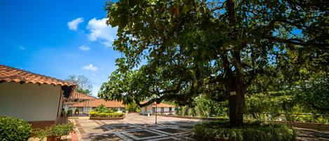 A courtyard with a tiled floor, a large tree, and a building with a tiled roof.
