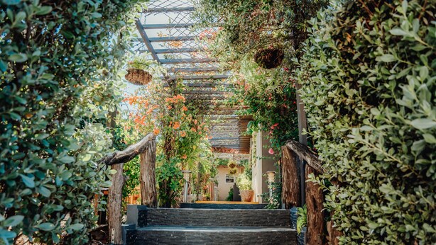 A staircase surrounded by lush greenery and a wooden pergola. - Hotel RH Boutique Aruba (Oranjestad)