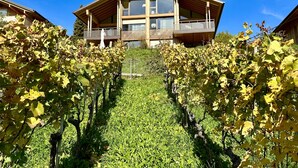A modern building with a sloped roof and large windows, surrounded by a vineyard. - Seaside Lodge (Spiez)
