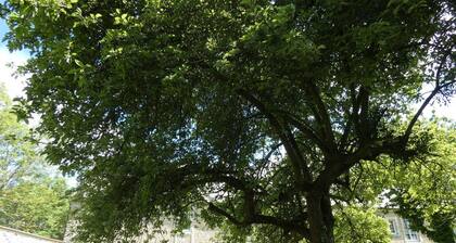 Charming house in a quiet