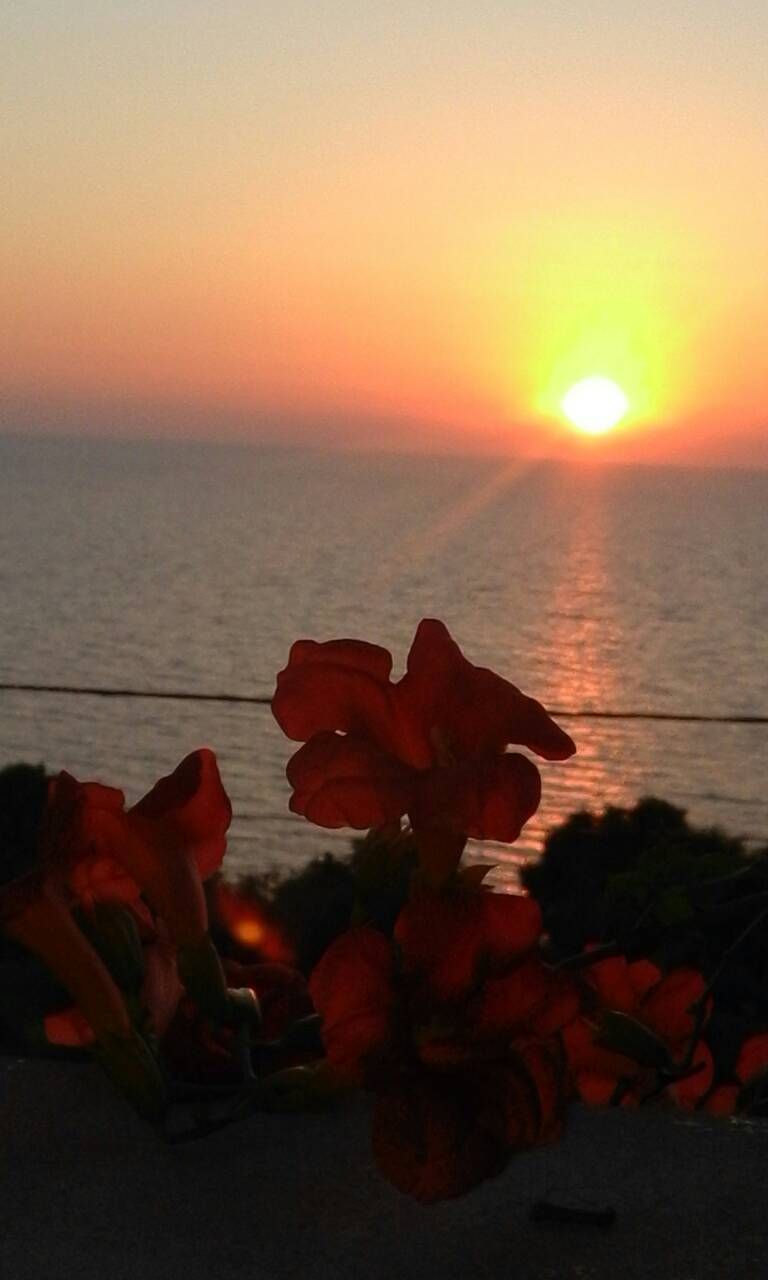 Un tramonto sull'oceano con fiori in primo piano.