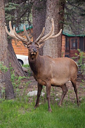A large elk standing in a grassy area with trees and a cabin in the background. - Idlewilde by the River (Estes Park)