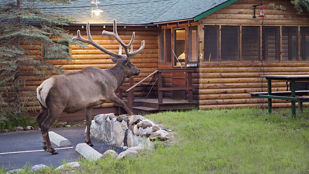A log cabin with a porch and a large elk standing in front. - Idlewilde by the River (Estes Park)