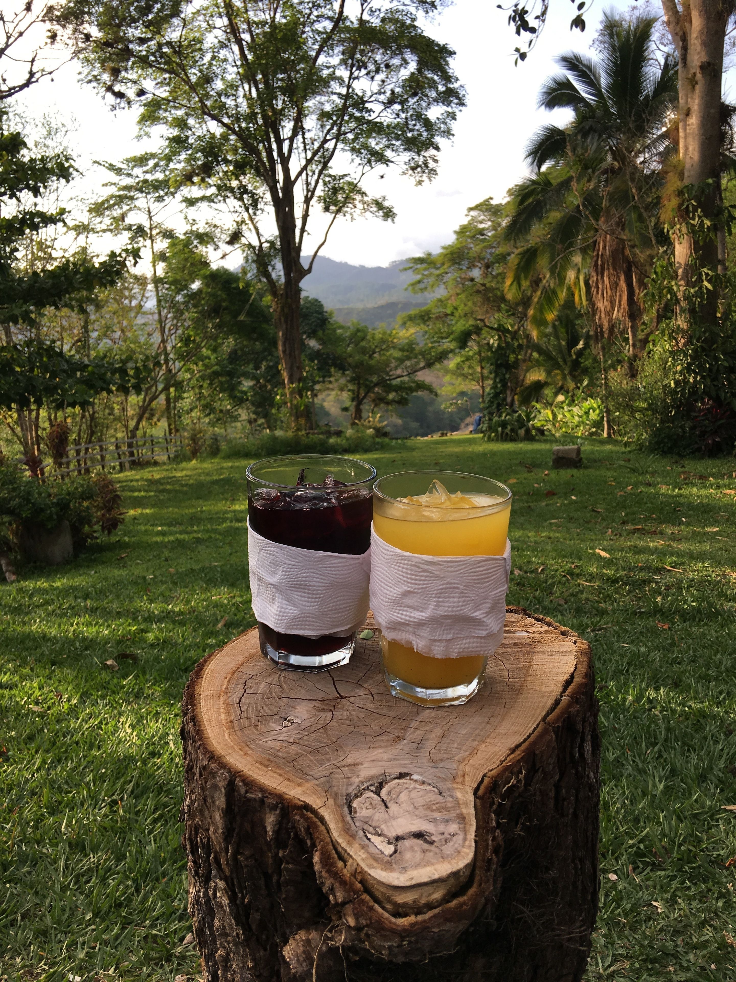 Two glasses of beverages on a tree stump in a lush outdoor setting.