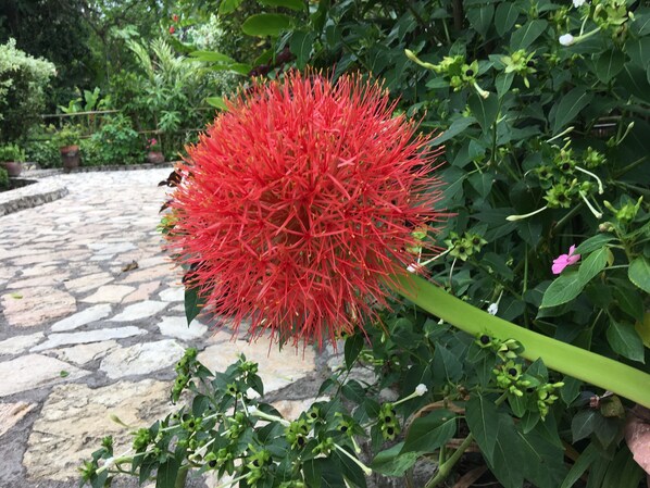 A garden with a prominent red spherical flower, a stone pathway, and various green plants. - Hotel Hacienda San Lucas (Copan Ruinas)