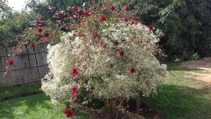 Un jardín con un arbusto en flor y una valla de madera al fondo.