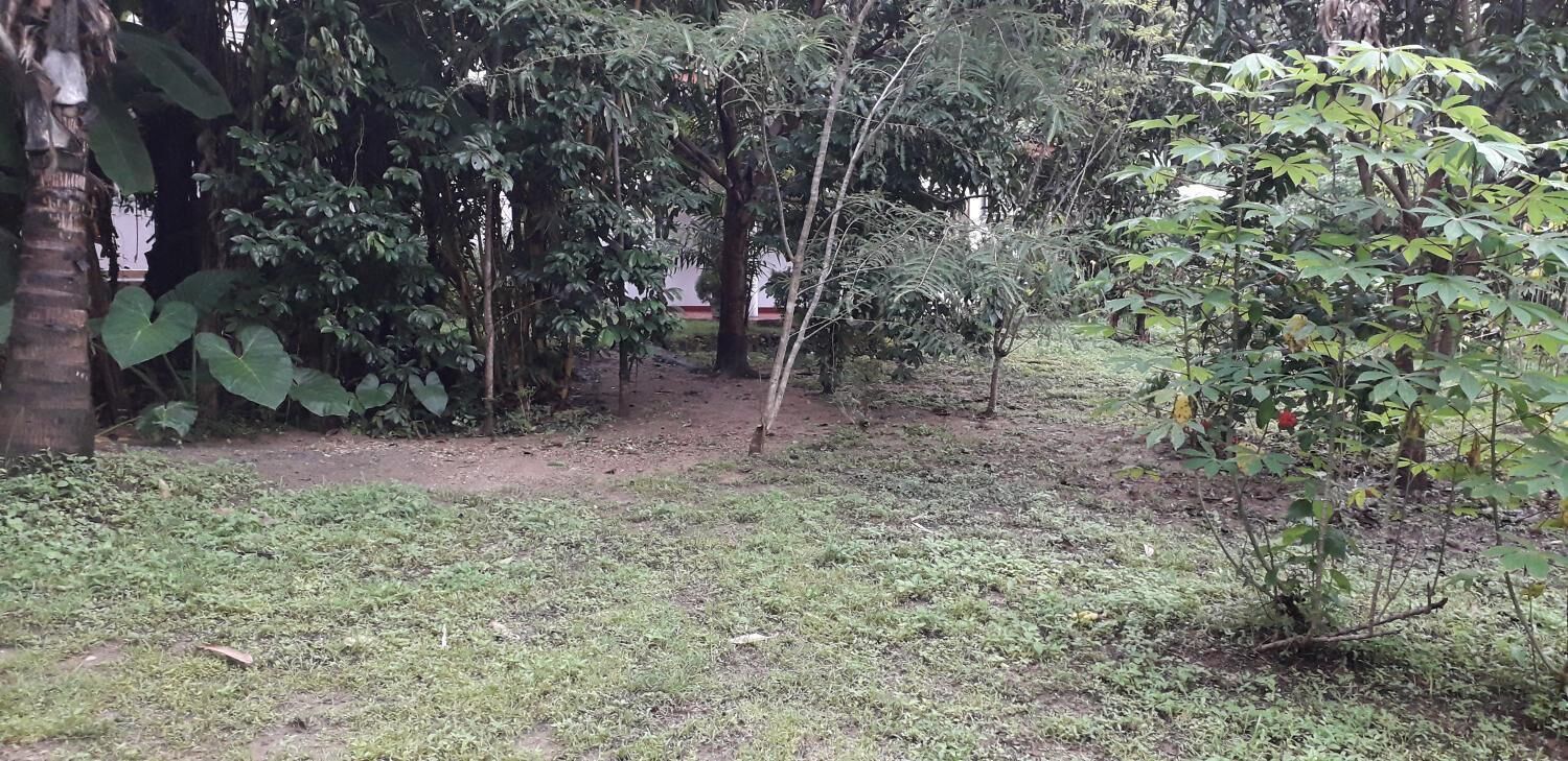 Een tuin met verschillende bomen en planten, een onverhard pad en een kleine struik met rode bloemen.