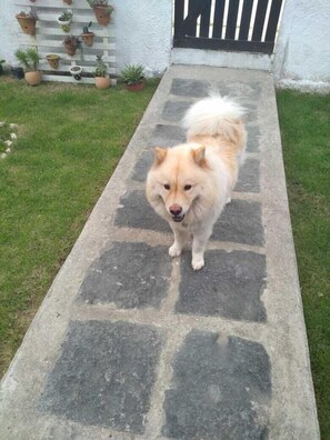 A dog standing on a stone pathway.