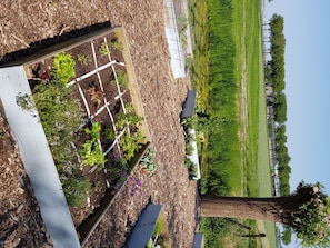 Property grounds - Sfeervolle woonboerderij gelegen aan het Ijsselmeer (Wervershoof)