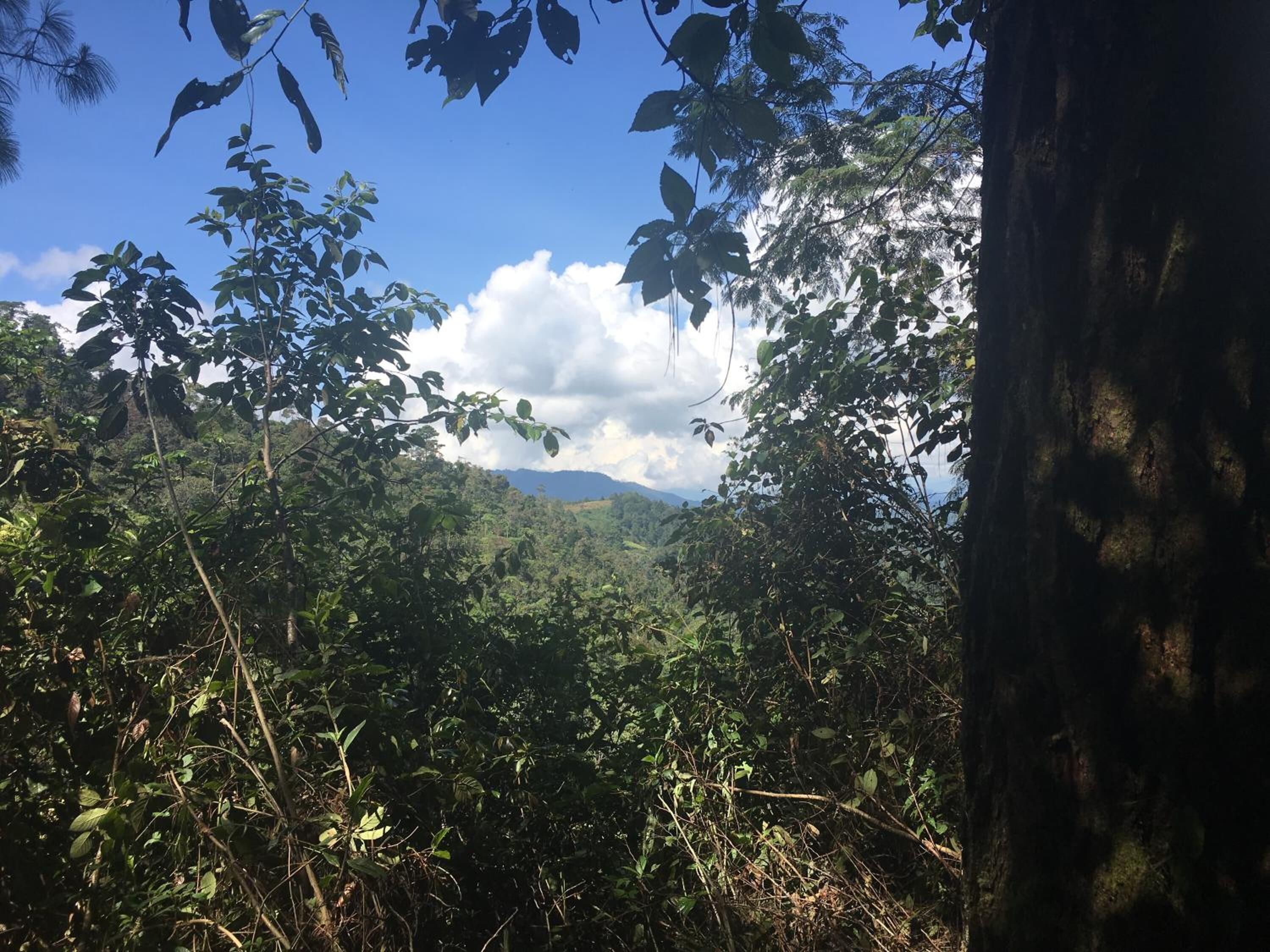 Un bosque denso con una montaña al fondo.