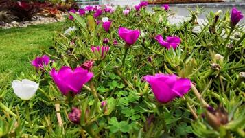 Un jardín con flores rosadas y follaje verde.