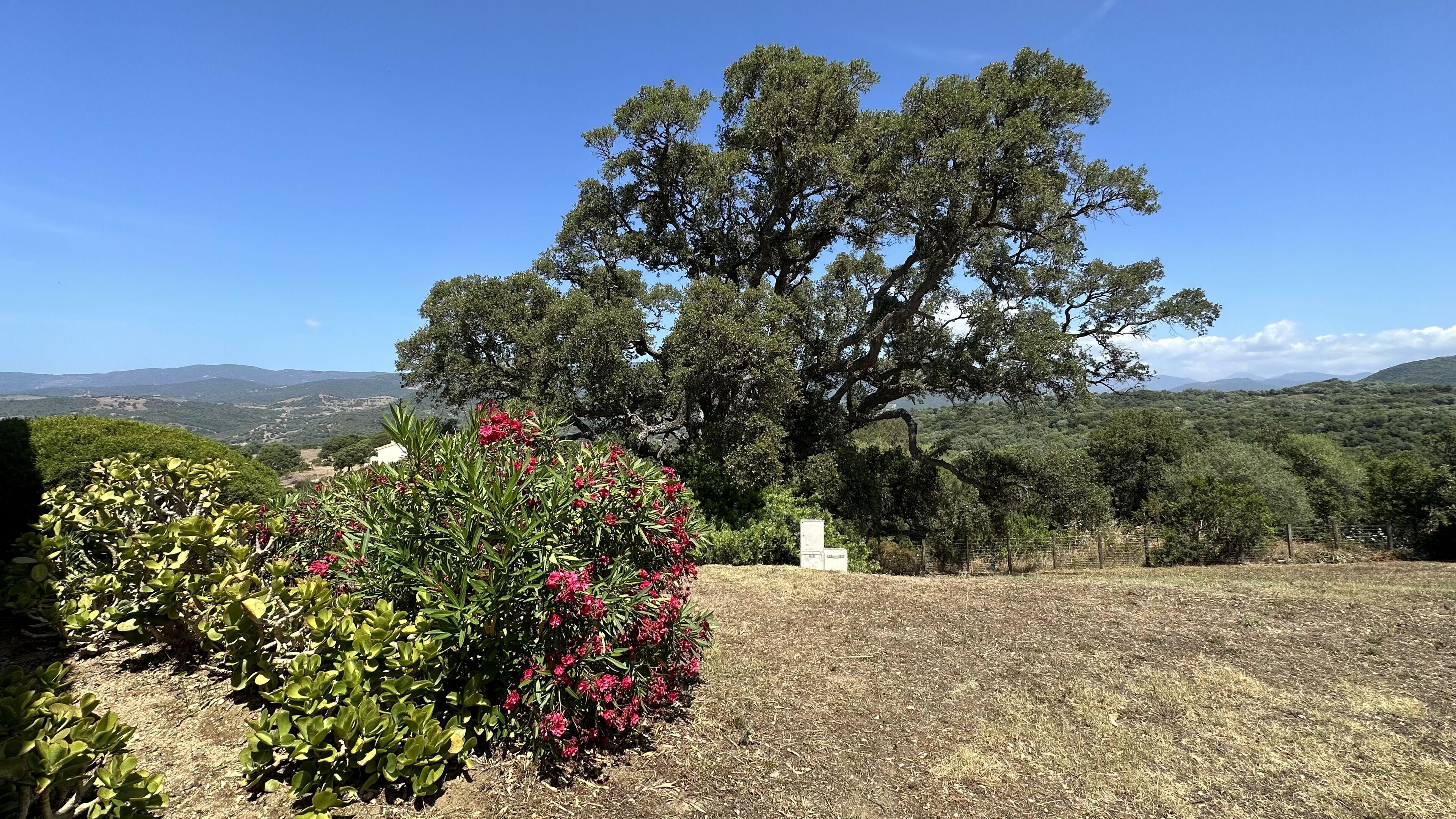 A landscape with a large tree, dry grass, and a clear blue sky.