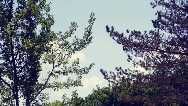A natural landscape with a sandy beach, a calm body of water, and dense greenery.