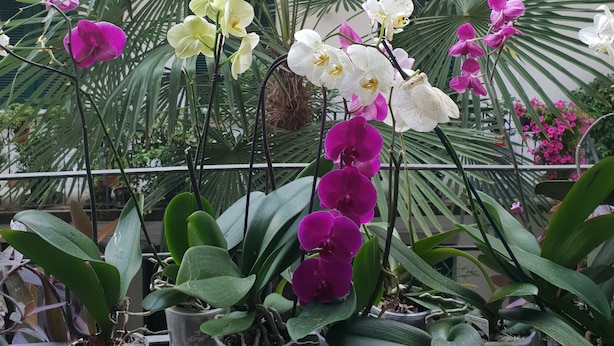 A balcony with potted orchids and a view of a building with wooden shutters. - La casa di Daniele (Brescia)