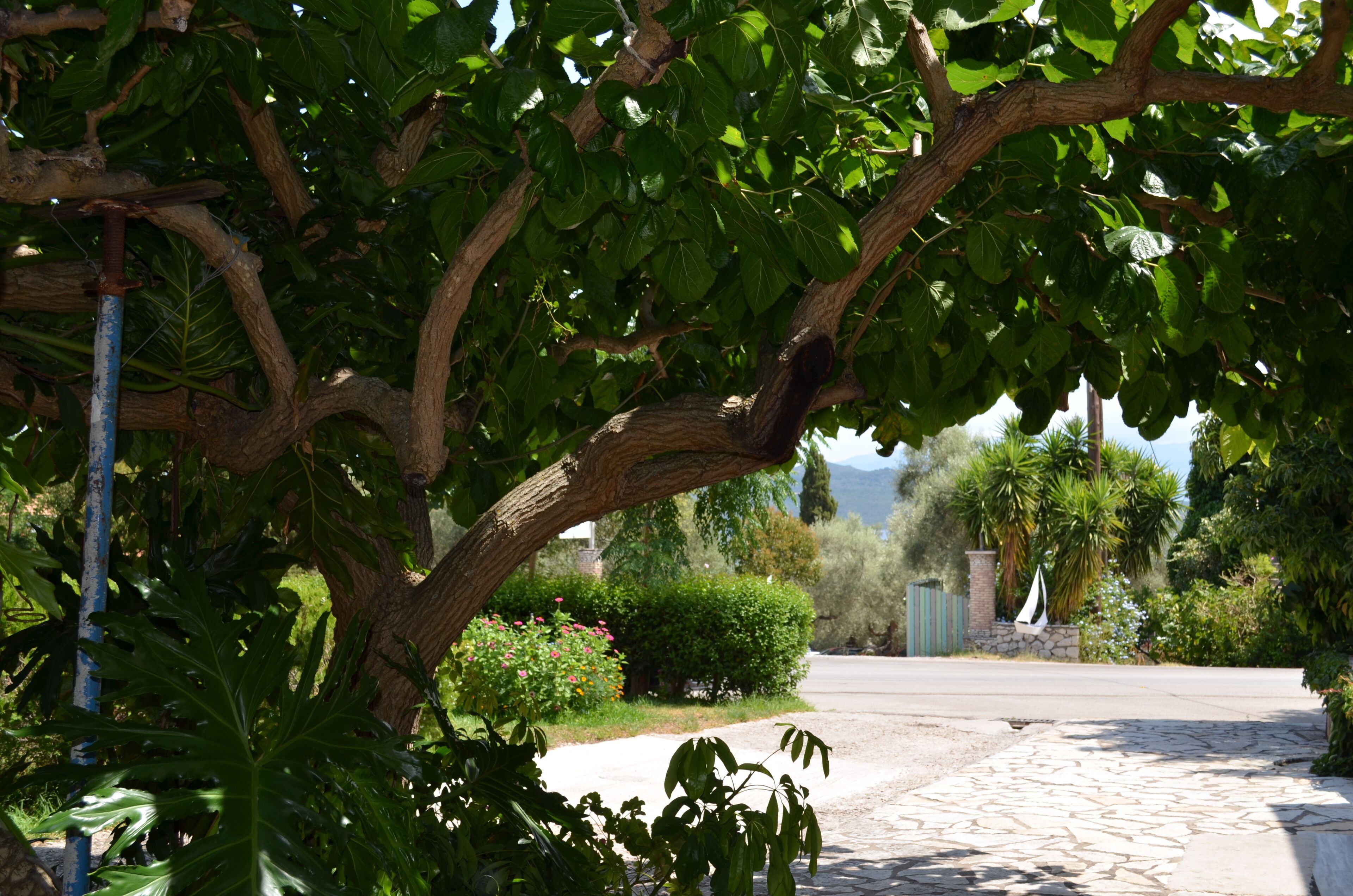 Teras/patio