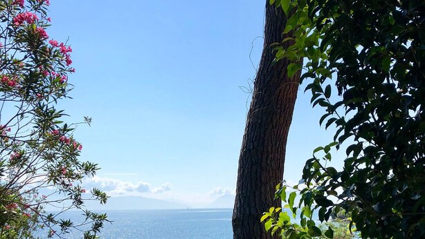 Un sendero costero que conduce a una vista del mar, rodeado de abundante vegetación y plantas en flor.