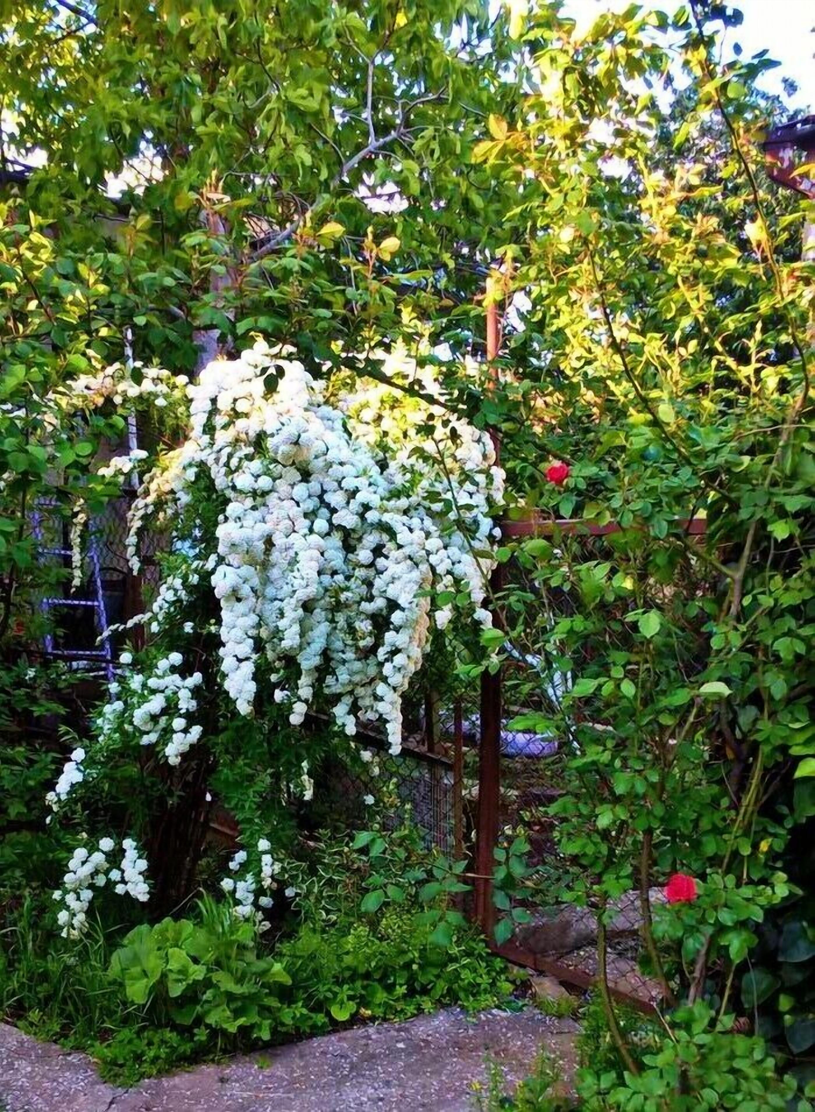 Foto - Old City Hotel