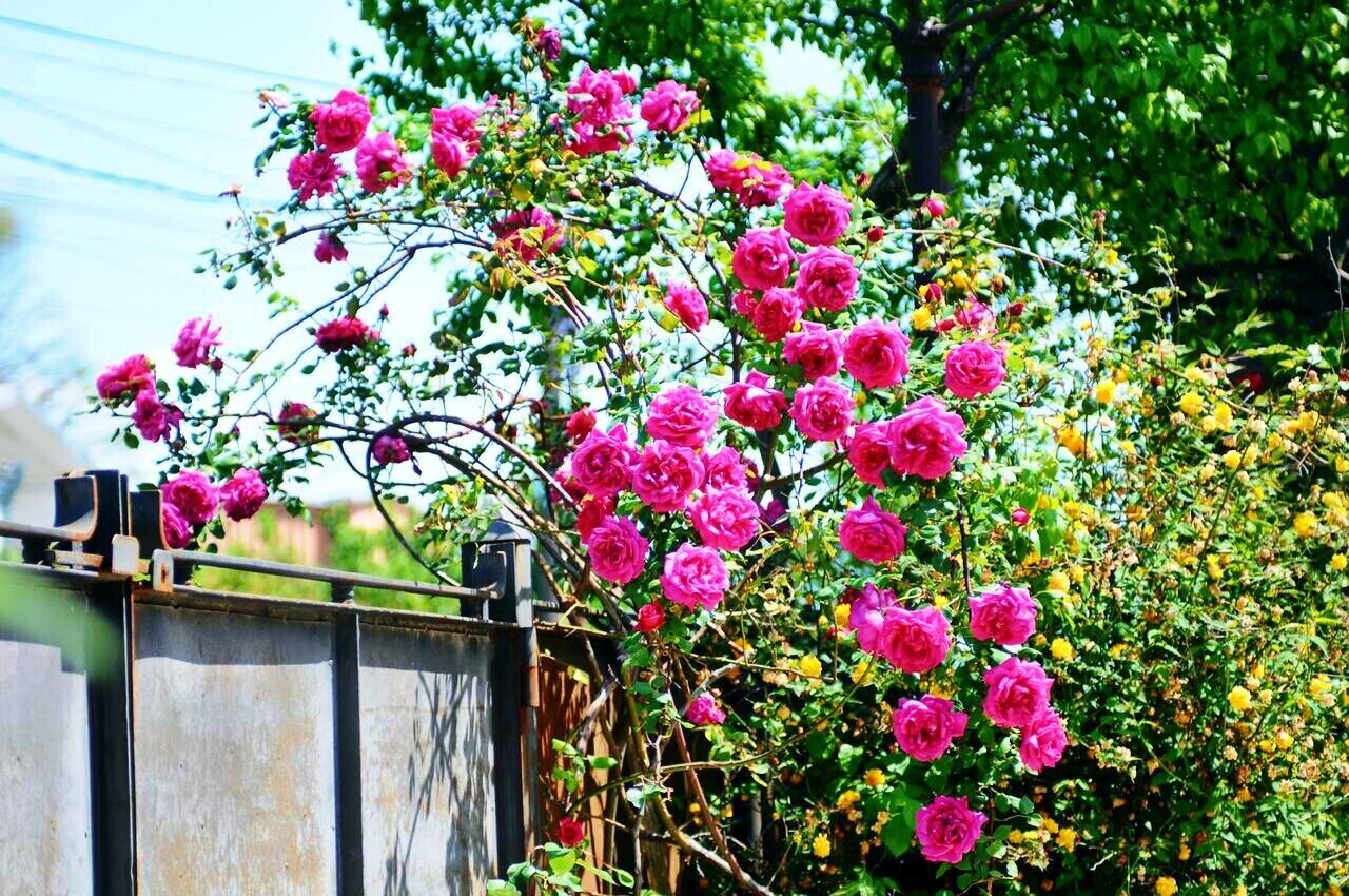 Foto - Old City Hotel