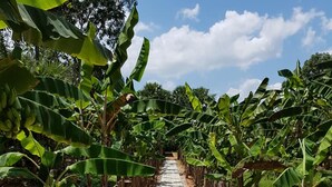 Un sendero pavimentado bordeado por plantas de plátano y postes de madera, que serpentea por una zona verde exuberante.
