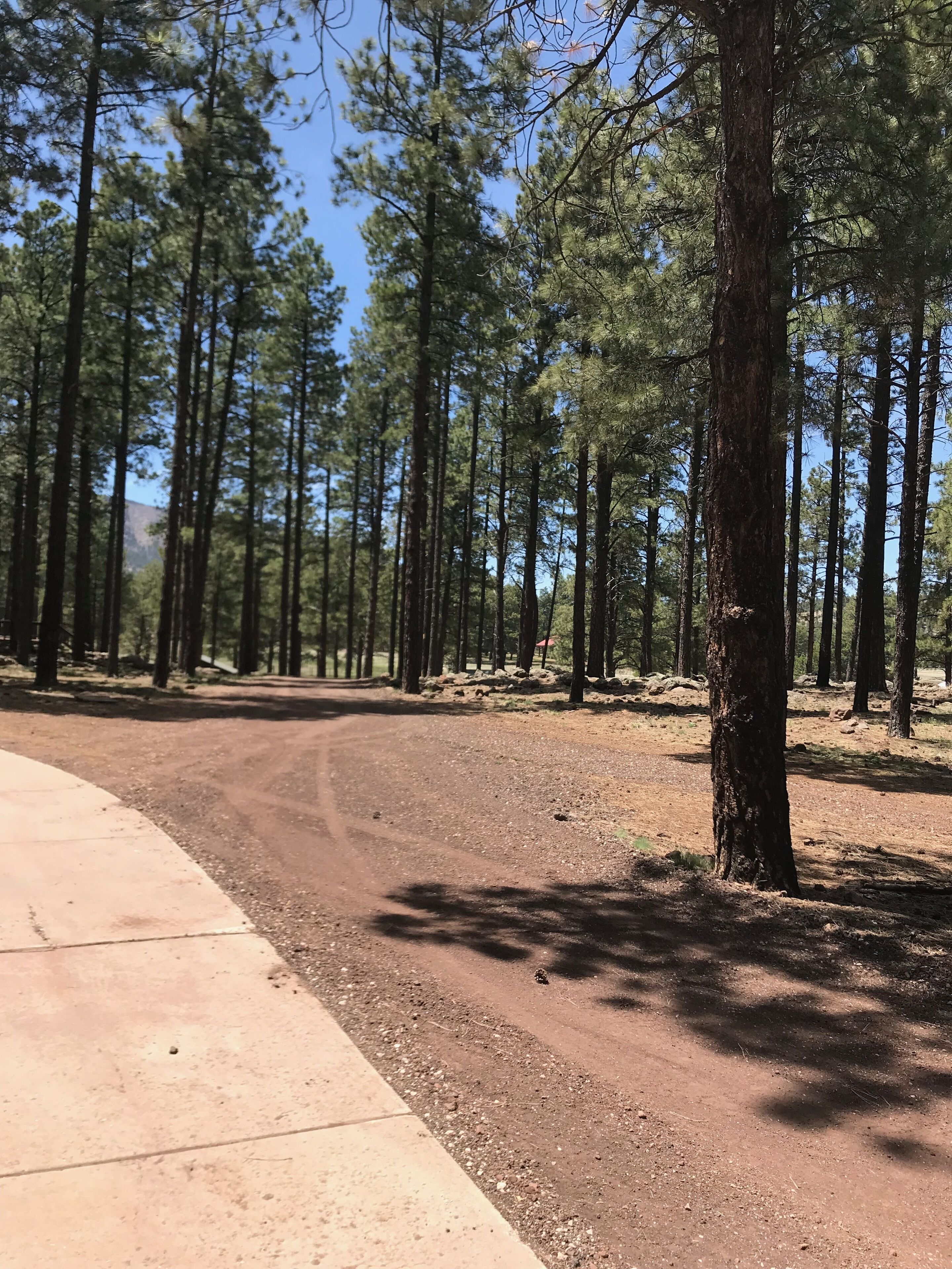A dirt road in a forested area with tall pine trees.