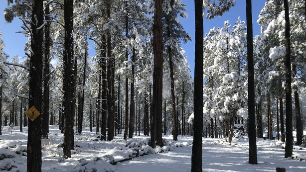 A snowy forest with tall trees and a clear blue sky. - Grand Canyon Loft/Suite at Historic Wrigley Ranch-Horseback Ride-Target Shoot! (Parks)