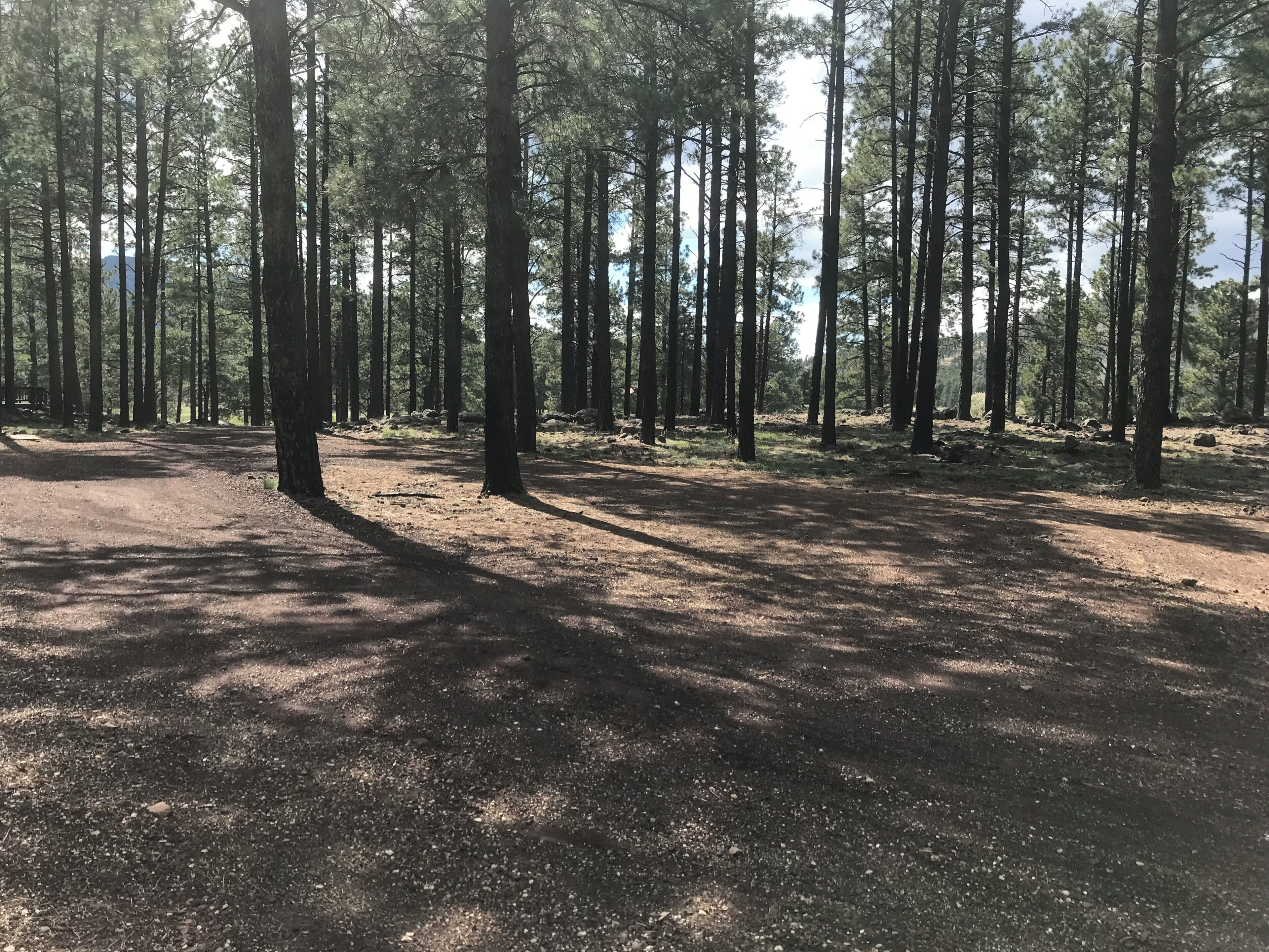 Una zona boscosa amb arbres alts i un camí de terra.