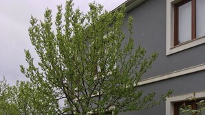 Exterior - Alya Villa Home (Akçaabat)