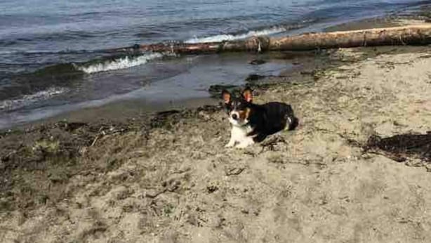 A beach with a dog and a log.