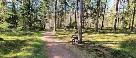 A forested path with tall trees and a dog standing by the side.