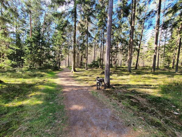 Un sentier bordé d’arbres imposants, avec un chien qui se tient à proximité.