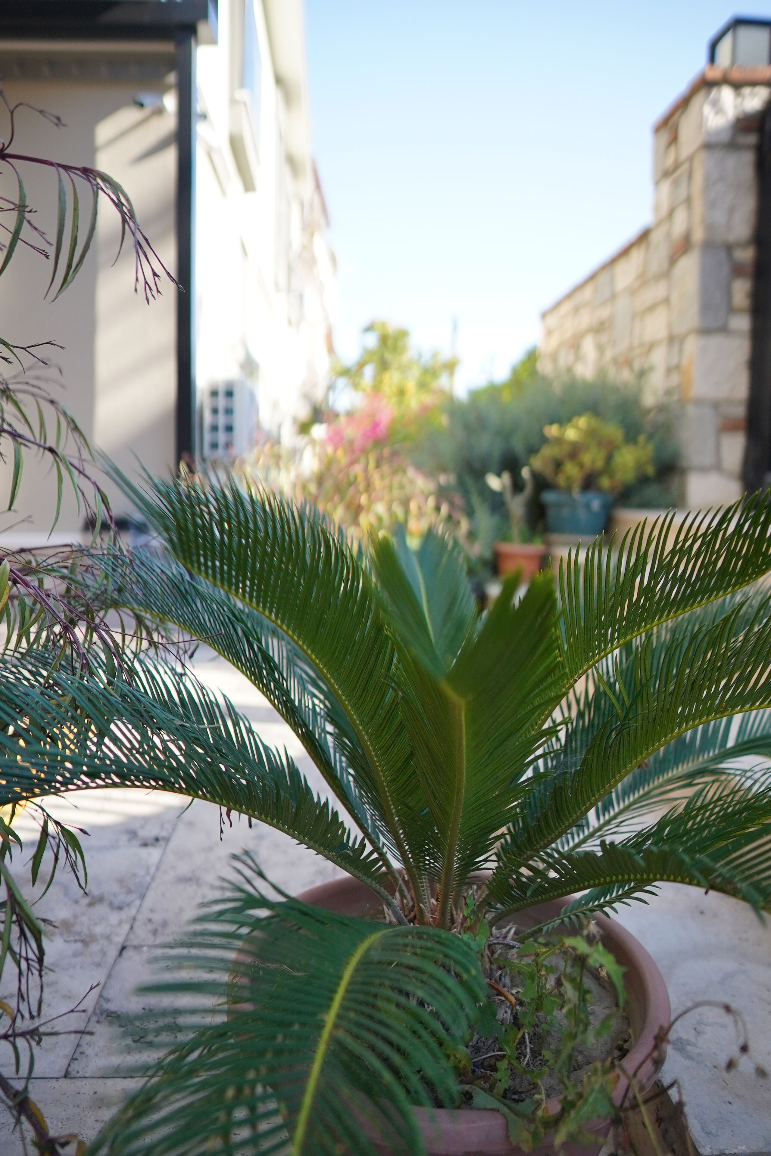 Une plante en pot aux feuilles vertes, placée à l’extérieur.