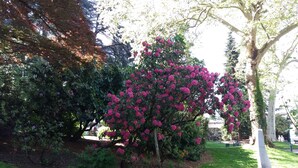 Ein Garten mit einem Baum, der rosa Blüten trägt, umgeben von grünem Gras und weiteren Bäumen.