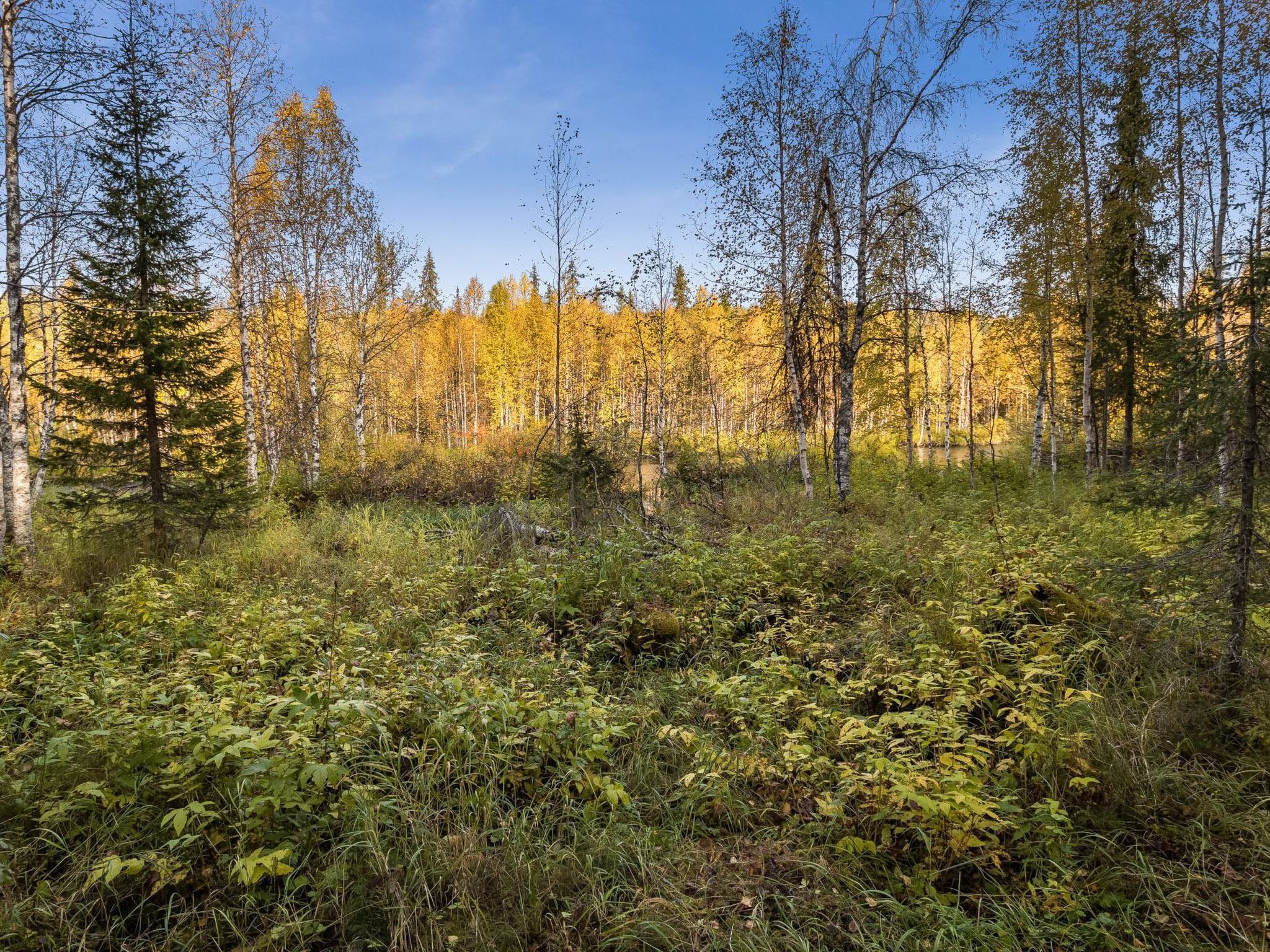 Une forêt avec de grands arbres et un sous-bois dense.