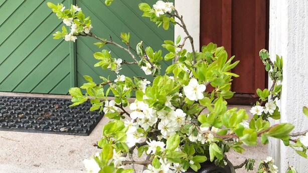 Une porte verte avec une petite fenêtre, une porte marron et un pot de fleurs blanches placé devant.